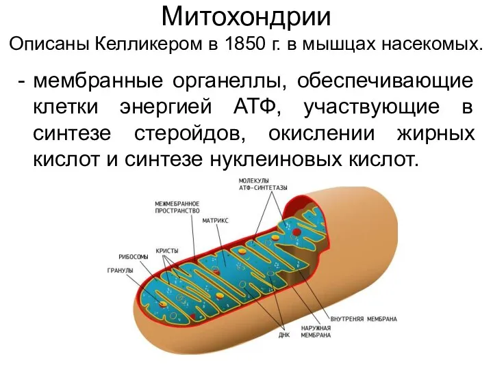 Митохондрии Описаны Келликером в 1850 г. в мышцах насекомых. мембранные