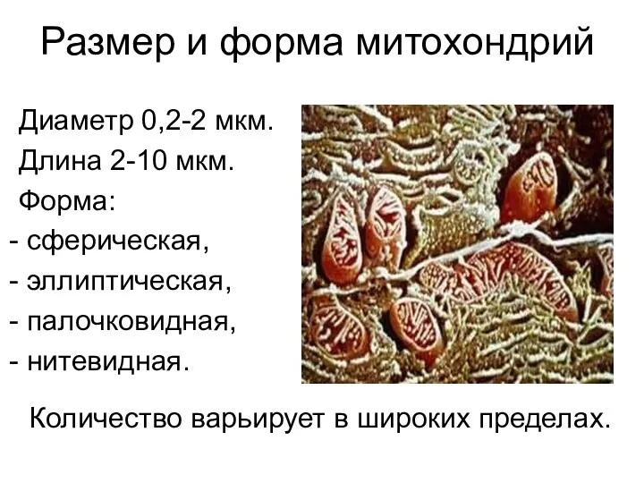 Размер и форма митохондрий Диаметр 0,2-2 мкм. Длина 2-10 мкм.