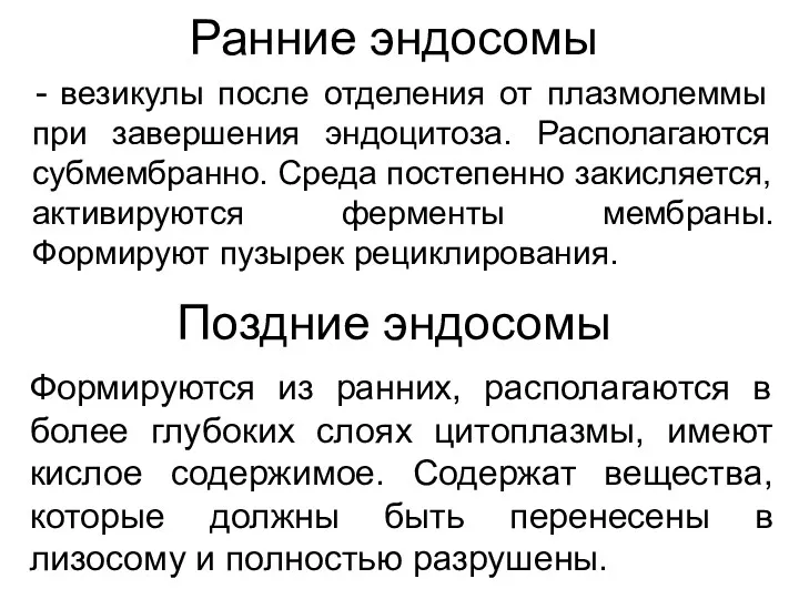 Ранние эндосомы везикулы после отделения от плазмолеммы при завершения эндоцитоза.