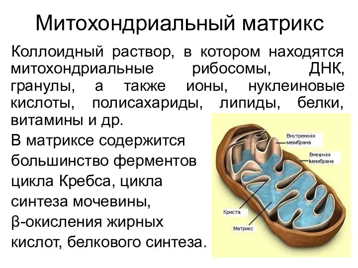 Митохондриальный матрикс Коллоидный раствор, в котором находятся митохондриальные рибосомы, ДНК,