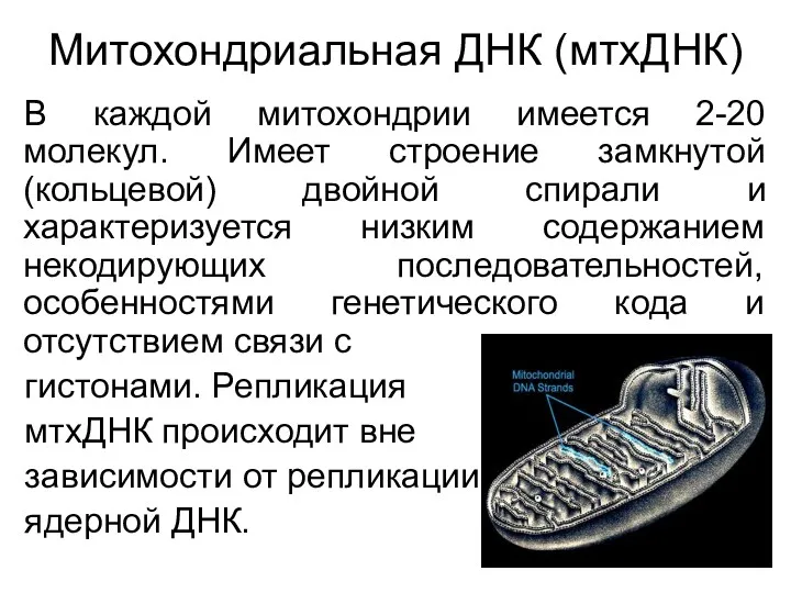 Митохондриальная ДНК (мтхДНК) В каждой митохондрии имеется 2-20 молекул. Имеет