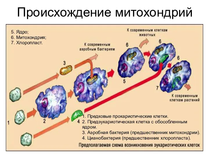 Происхождение митохондрий 1. Предковые прокариотические клетки. 2. Предэукариотическая клетка с