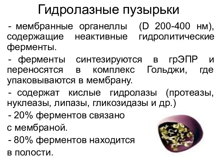 Гидролазные пузырьки мембранные органеллы (D 200-400 нм), содержащие неактивные гидролитические