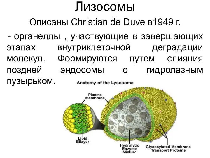 Лизосомы Описаны Christian de Duve в1949 г. органеллы , участвующие