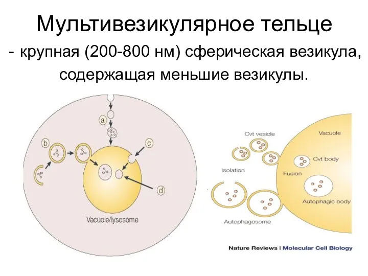 Мультивезикулярное тельце крупная (200-800 нм) сферическая везикула, содержащая меньшие везикулы.