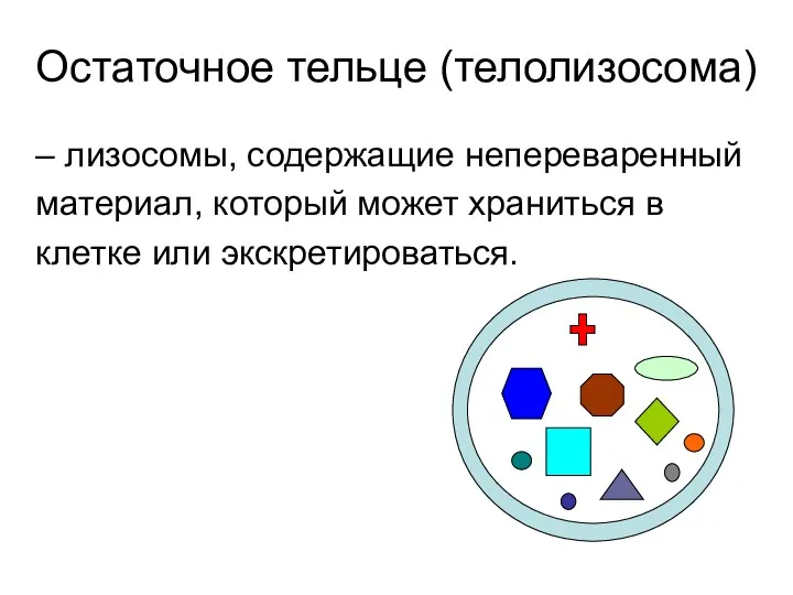 Остаточное тельце (телолизосома) – лизосомы, содержащие непереваренный материал, который может храниться в клетке или экскретироваться.