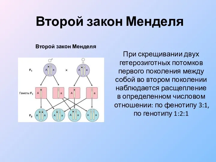 Второй закон Менделя