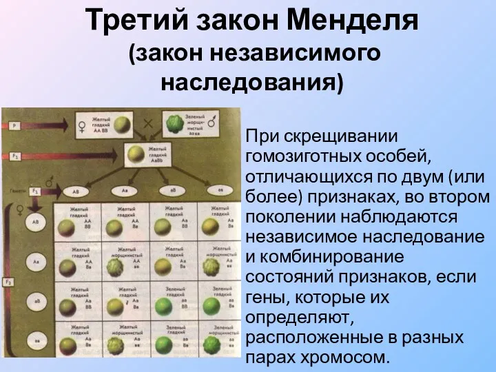 Третий закон Менделя (закон независимого наследования) При скрещивании гомозиготных особей,