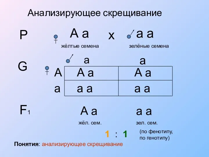 Анализирующее скрещивание Р А а жёлтые семена а а зелёные