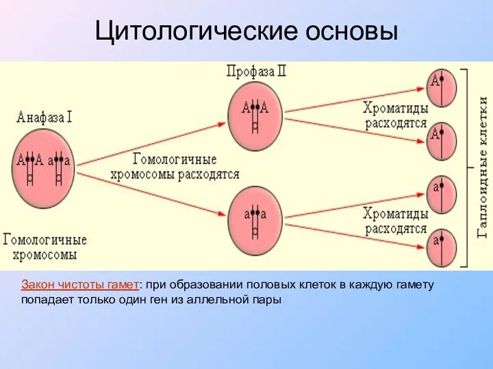 Цитологические основы Закон чистоты гамет: при образовании половых клеток в