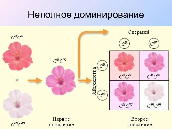 Неполное доминирование