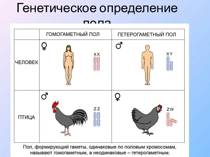 Генетическое определение пола