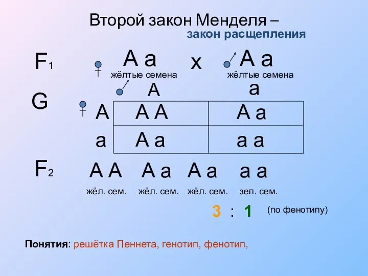 Второй закон Менделя – F1 А а жёлтые семена закон