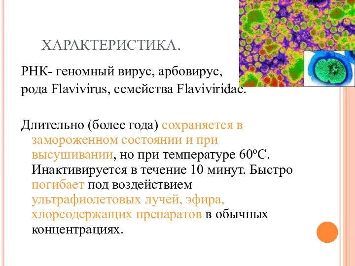 ХАРАКТЕРИСТИКА. РНК- геномный вирус, арбовирус, рода Flavivirus, семейства Flaviviridae. Длительно