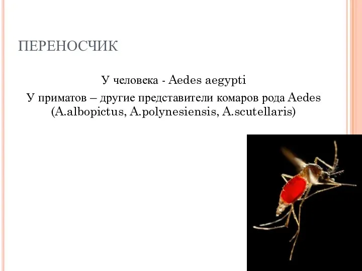 ПЕРЕНОСЧИК У человека - Aedes aegypti У приматов – другие