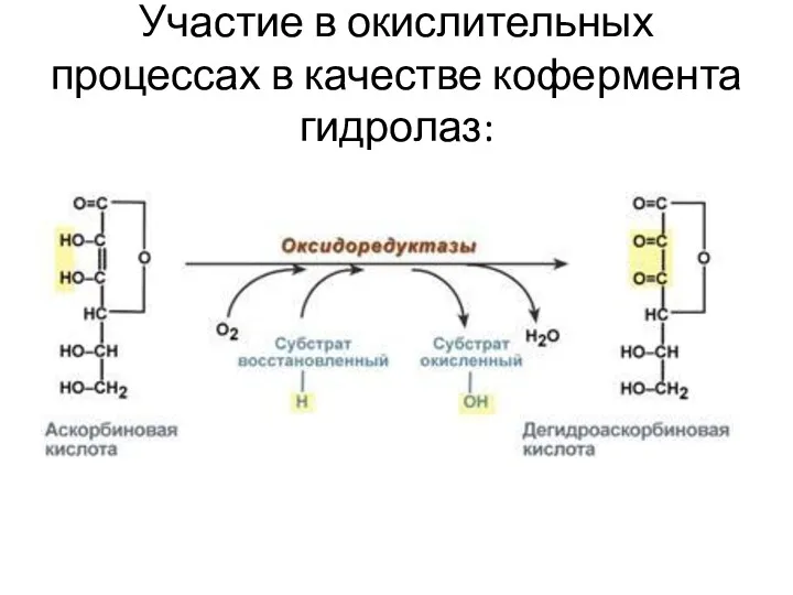 Участие в окислительных процессах в качестве кофермента гидролаз: