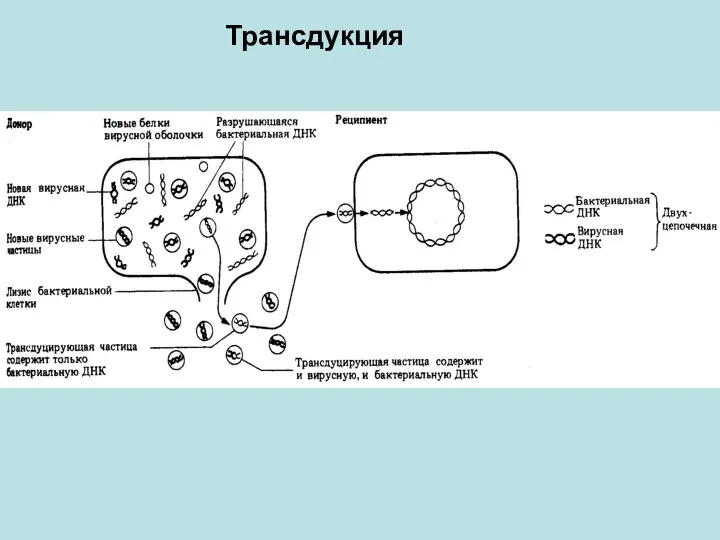 Трансдукция