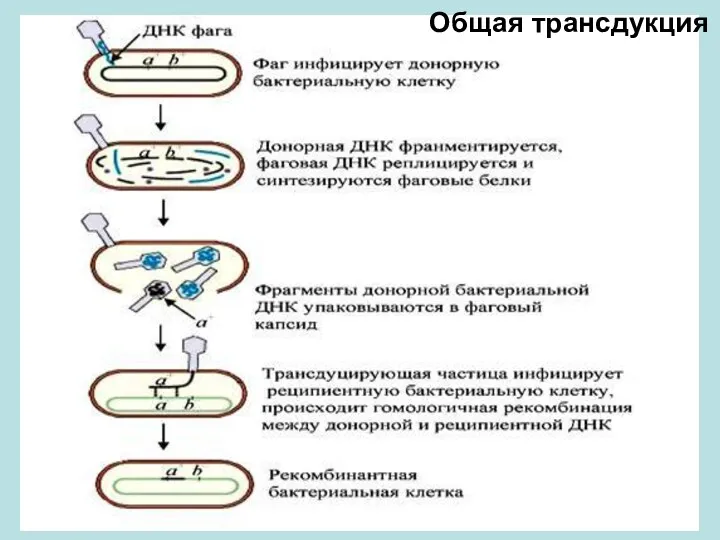 Общая трансдукция