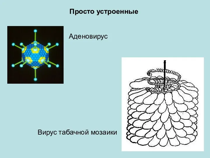 Просто устроенные Аденовирус Вирус табачной мозаики