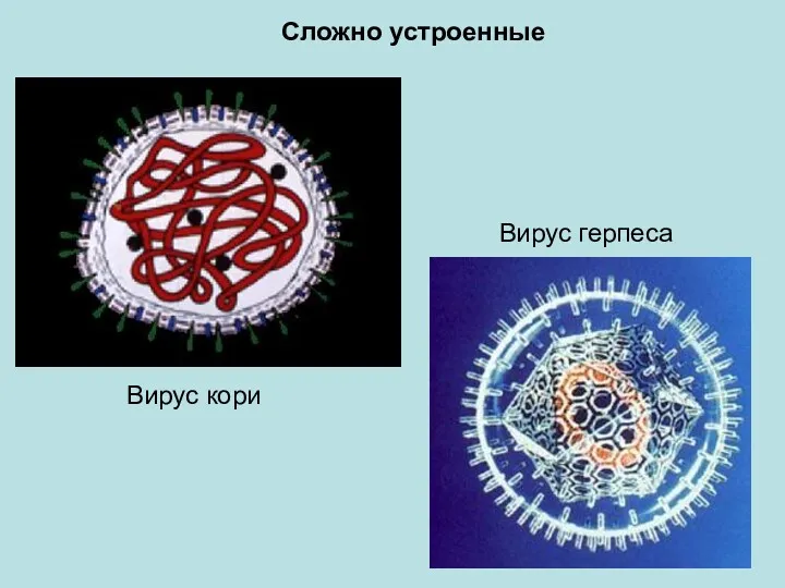Сложно устроенные Вирус герпеса Вирус кори