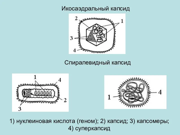 Икосаэдральный капсид Спиралевидный капсид 1) нуклеиновая кислота (геном); 2) капсид; 3) капсомеры; 4) суперкапсид