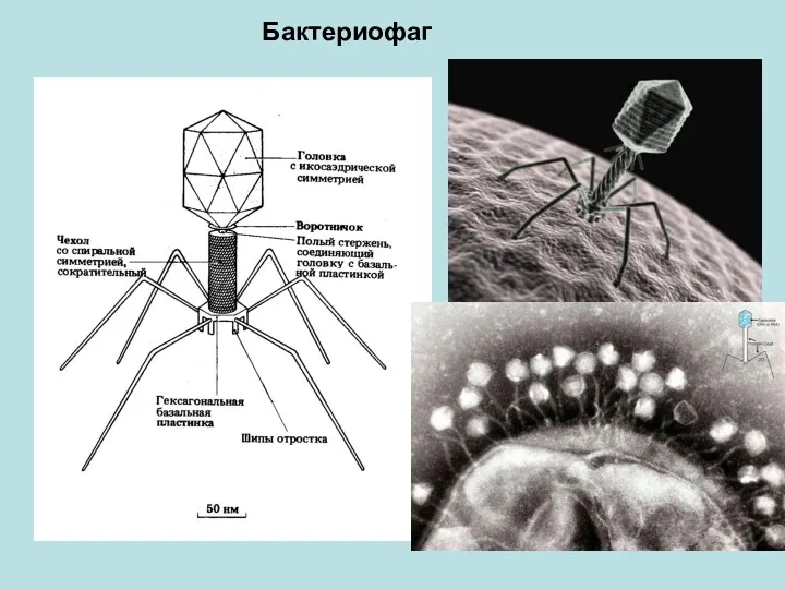 Бактериофаг