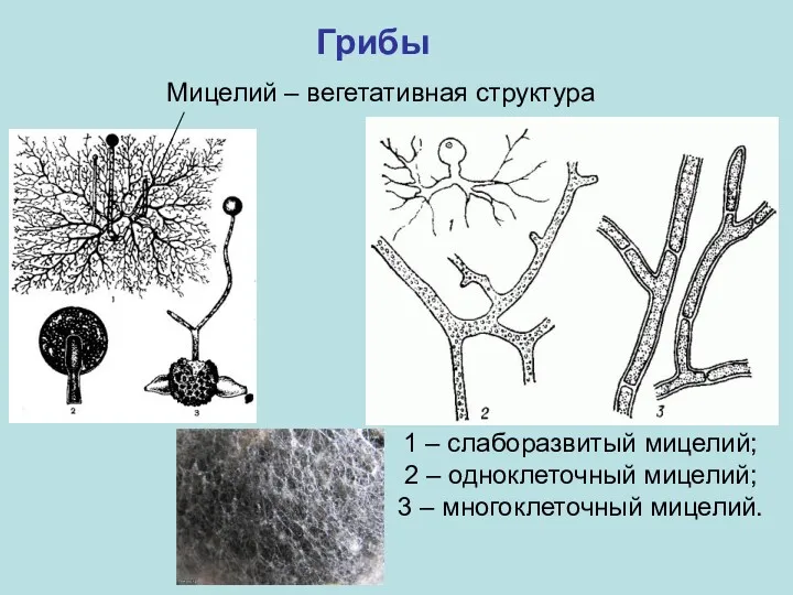 Грибы Мицелий – вегетативная структура 1 – слаборазвитый мицелий; 2