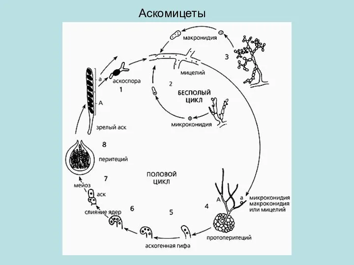 Аскомицеты