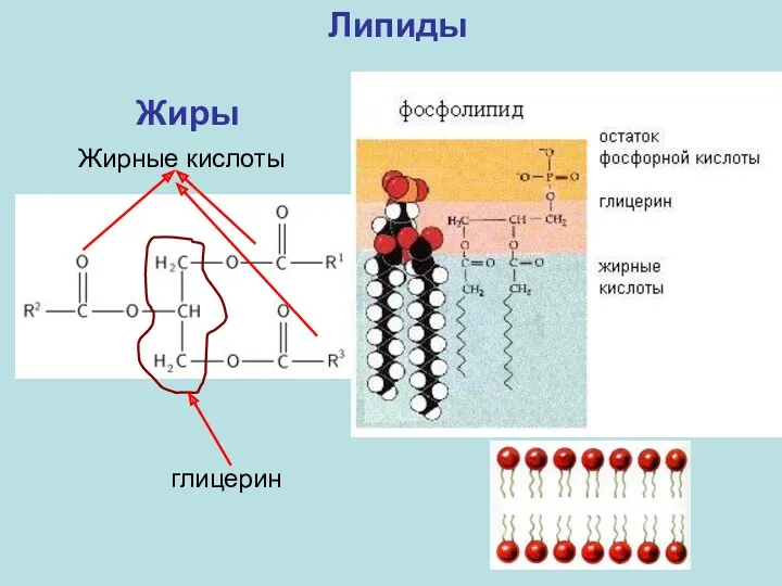 Липиды глицерин Жирные кислоты Жиры