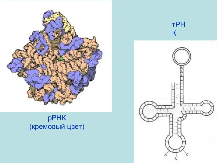 тРНК рРНК (кремовый цвет)