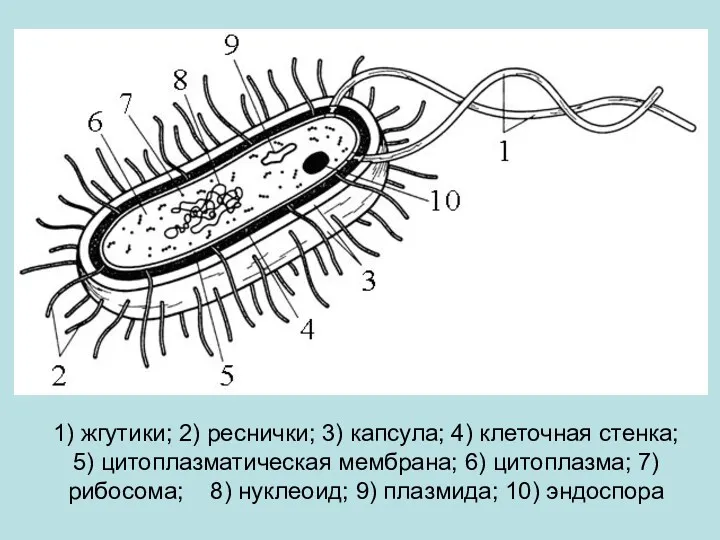 1) жгутики; 2) реснички; 3) капсула; 4) клеточная стенка; 5) цитоплазматическая мембрана; 6)
