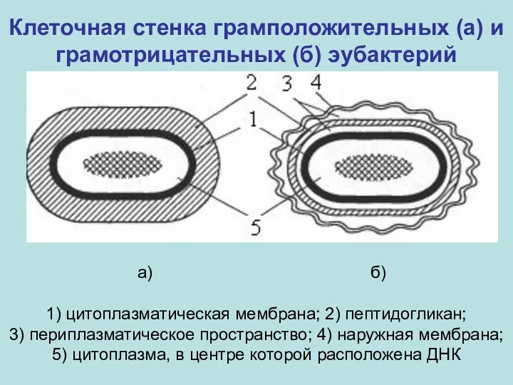а) б) 1) цитоплазматическая мембрана; 2) пептидогликан; 3) периплазматическое пространство;