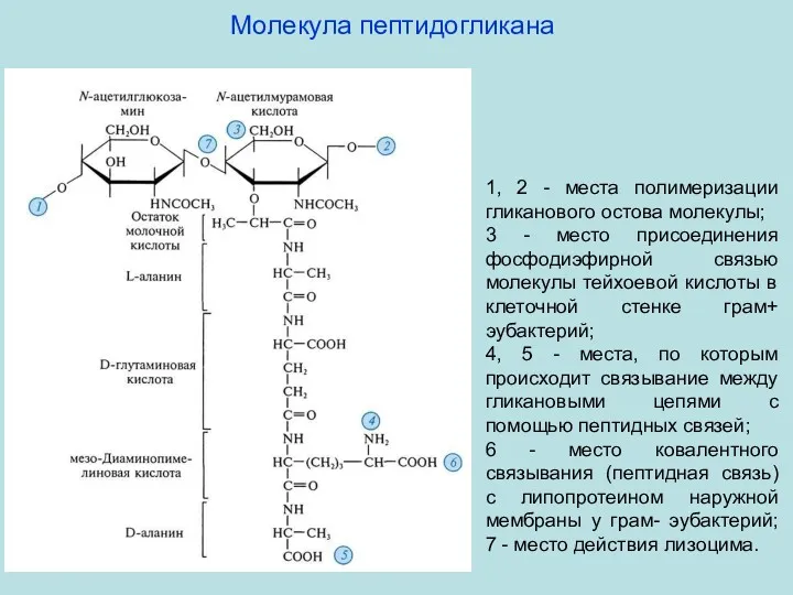 1, 2 - места полимеризации гликанового остова молекулы; 3 - место присоединения фосфодиэфирной