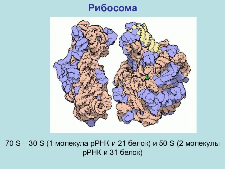Рибосома 70 S – 30 S (1 молекула рРНК и 21 белок) и