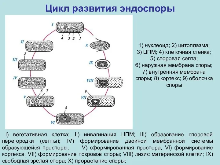 Цикл развития эндоспоры I) вегетативная клетка; II) инвагинация ЦПМ; III) образование споровой перегородки