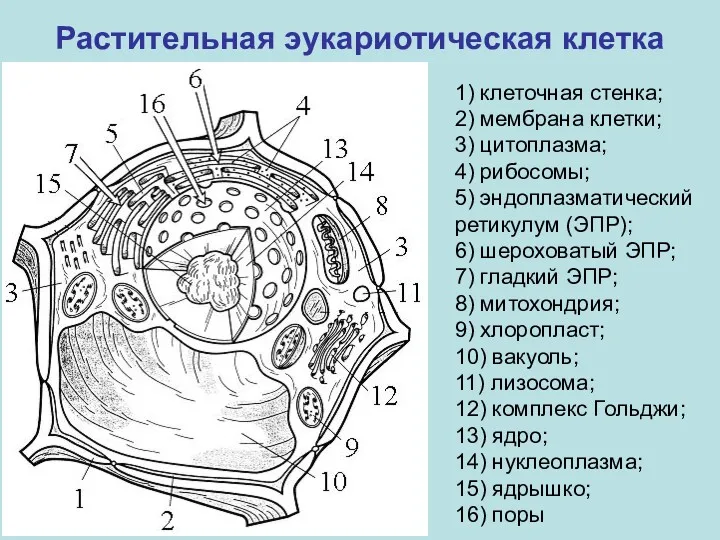 Растительная эукариотическая клетка 1) клеточная стенка; 2) мембрана клетки; 3) цитоплазма; 4) рибосомы;
