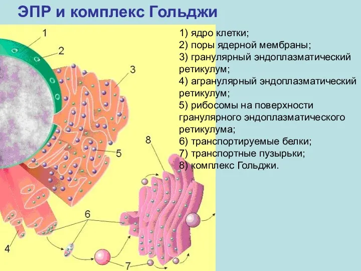 ЭПР и комплекс Гольджи 1) ядро клетки; 2) поры ядерной