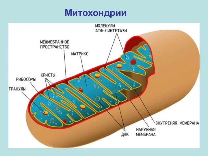 Митохондрии