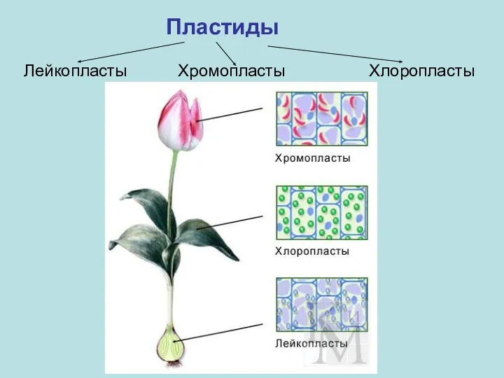 Пластиды Лейкопласты Хромопласты Хлоропласты