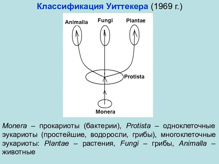 Классификация Уиттекера (1969 г.) Monera – прокариоты (бактерии), Protista –