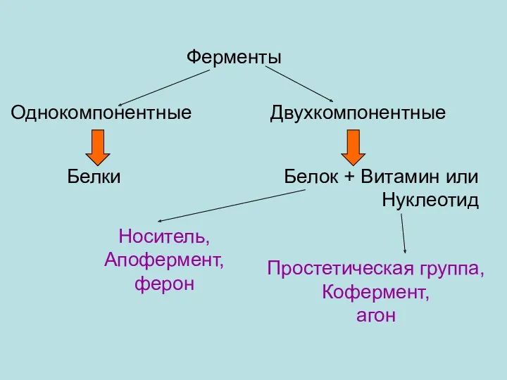 Ферменты Однокомпонентные Двухкомпонентные Белки Белок + Витамин или Нуклеотид Носитель, Апофермент, ферон Простетическая группа, Кофермент, агон