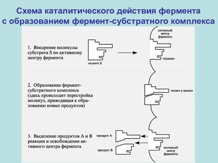 Схема каталитического действия фермента с образованием фермент-субстратного комплекса