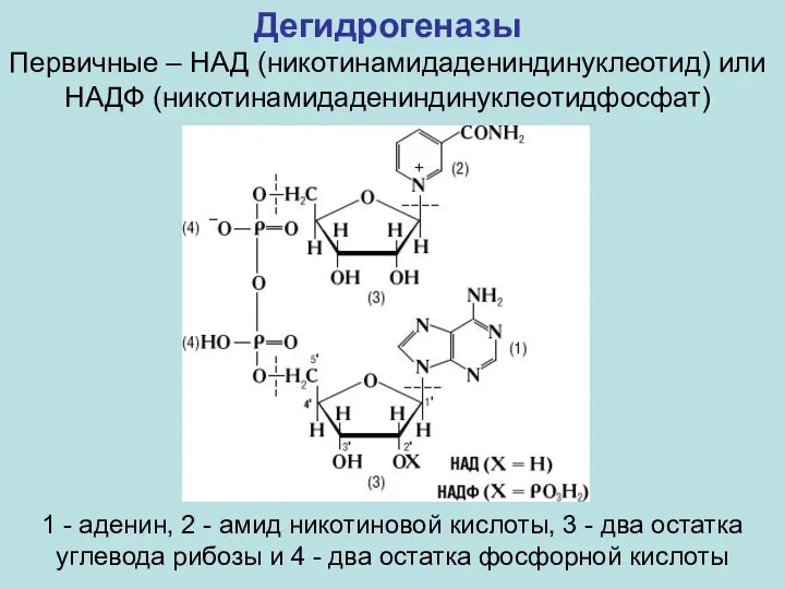 Дегидрогеназы Первичные – НАД (никотинамидадениндинуклеотид) или НАДФ (никотинамидадениндинуклеотидфосфат) 1 - аденин, 2 -