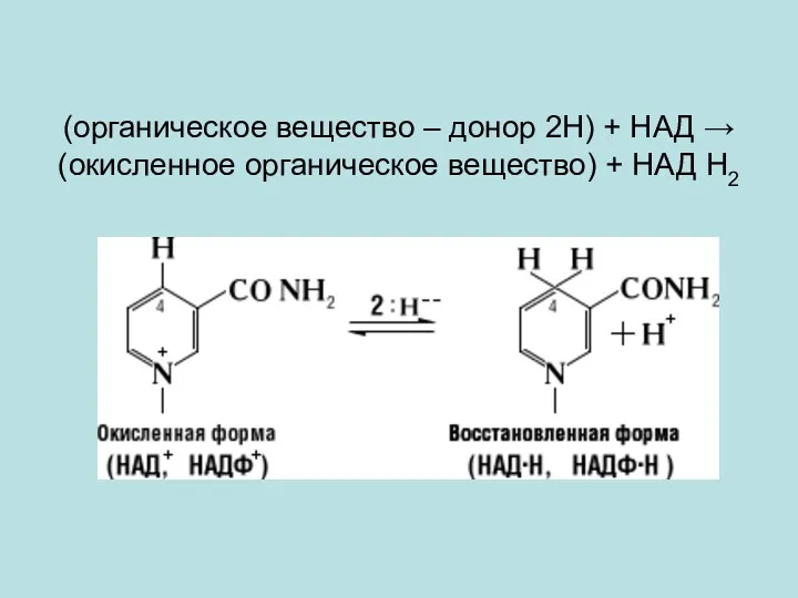 (органическое вещество – донор 2Н) + НАД → (окисленное органическое вещество) + НАД Н2