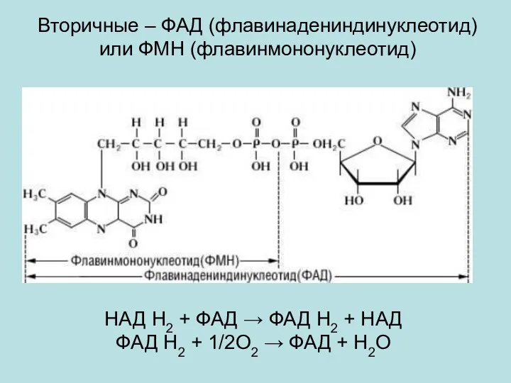 Вторичные – ФАД (флавинадениндинуклеотид) или ФМН (флавинмононуклеотид) НАД Н2 + ФАД → ФАД
