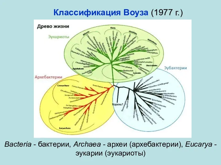 Bacteria - бактерии, Archaea - археи (архебактерии), Eucarya - эукарии (эукариоты) Классификация Воуза (1977 г.)