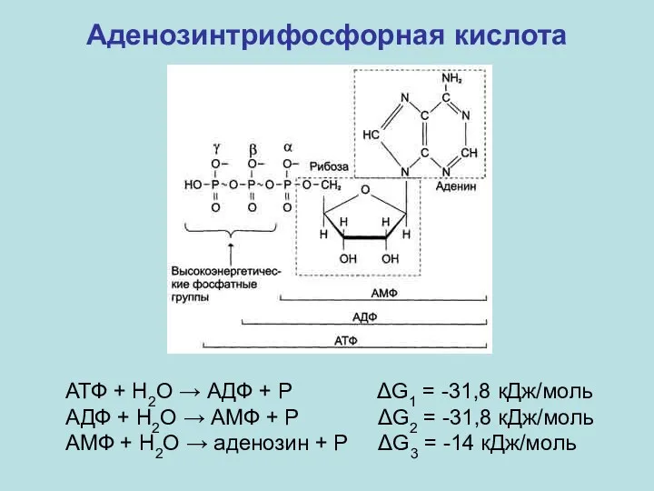 Аденозинтрифосфорная кислота АТФ + Н2О → АДФ + Р ΔG1 = -31,8 кДж/моль