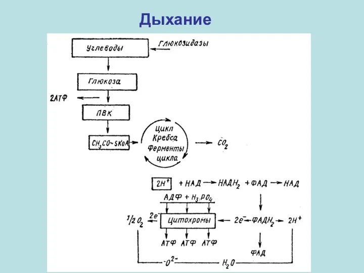 Дыхание