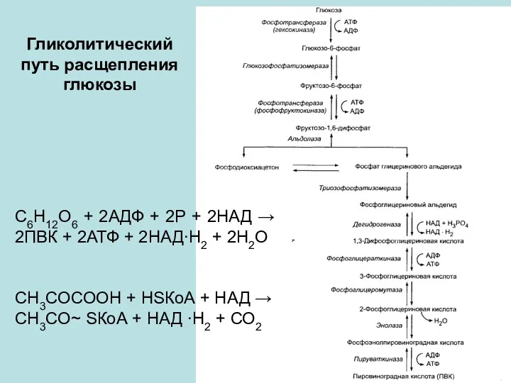 Гликолитический путь расщепления глюкозы C6H12O6 + 2АДФ + 2Р +
