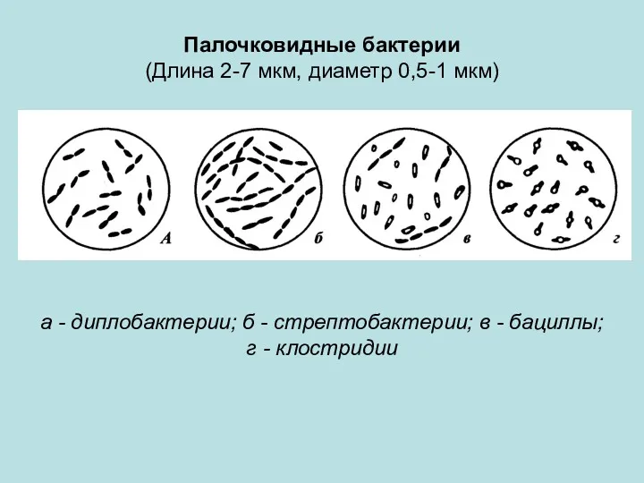 Палочковидные бактерии (Длина 2-7 мкм, диаметр 0,5-1 мкм) а -